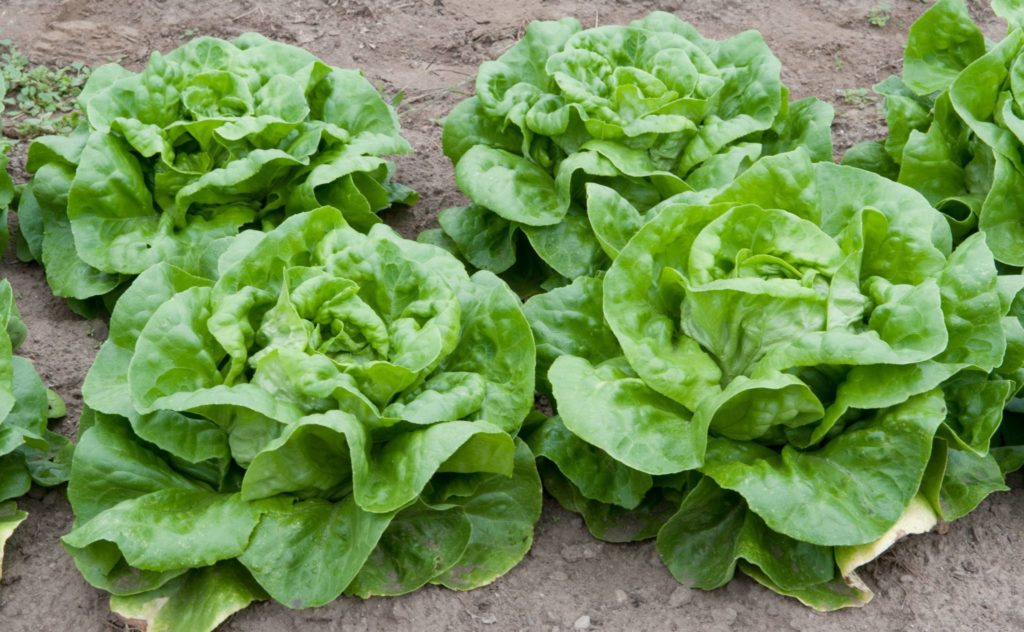 Salata verde e cea mai cautata in acest sezon