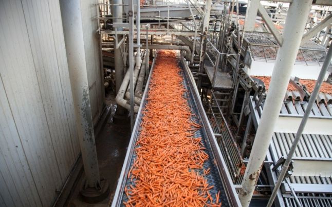 Cu ajutorul unor maşini, morcovii maturi sunt tăiaţi în bucăţi mici, apoi transformaţi în batoane, curăţaţi, spălaţi şi împachetaţi pentu a fi comercializaţi sub formă de baby carrot 