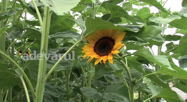 Un buzoian a plantat floarea soarelui de 4 metri inaltime!