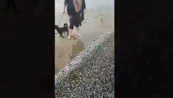 obiect ciudat pe plaja