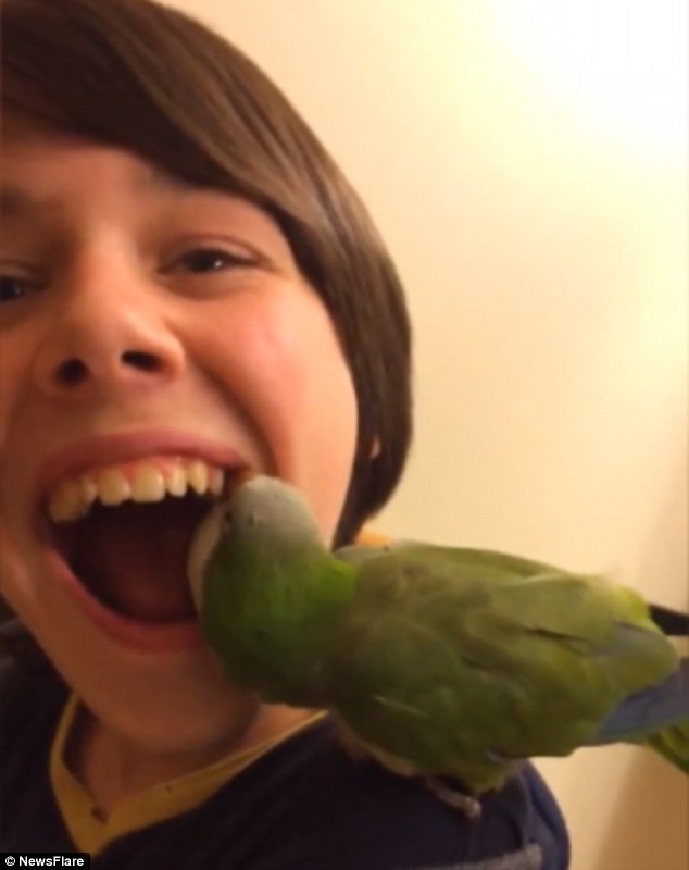un papagal scoate un dinte