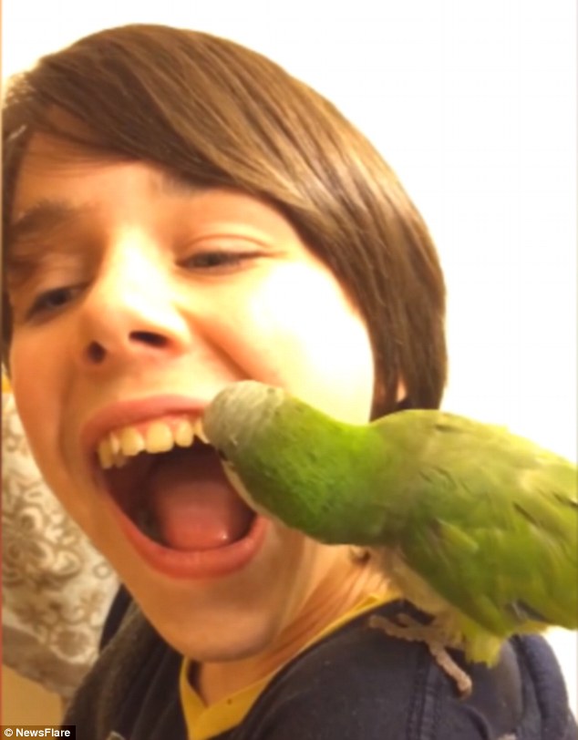 un papagal scoate un dinte