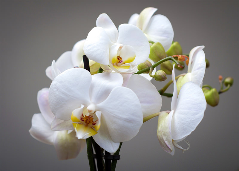 Plantele vampiri-energetici - Orhideea