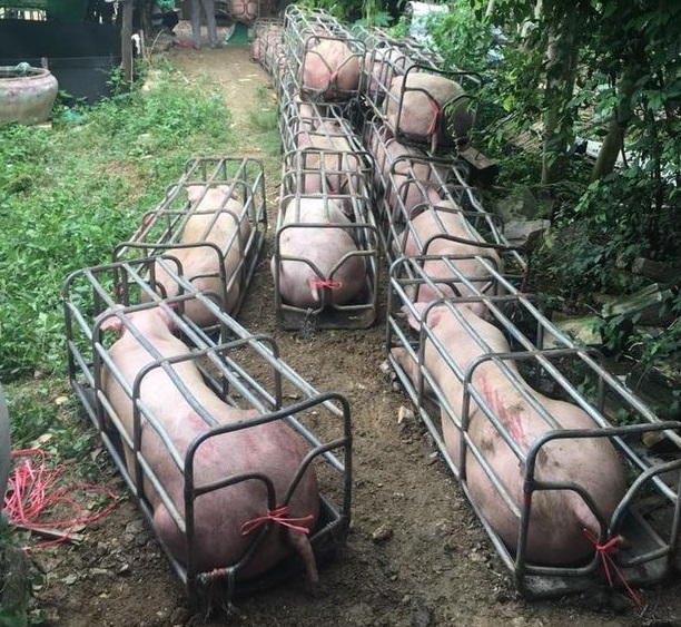 Un fermier a pus un anunt ca vinde porci mutanti