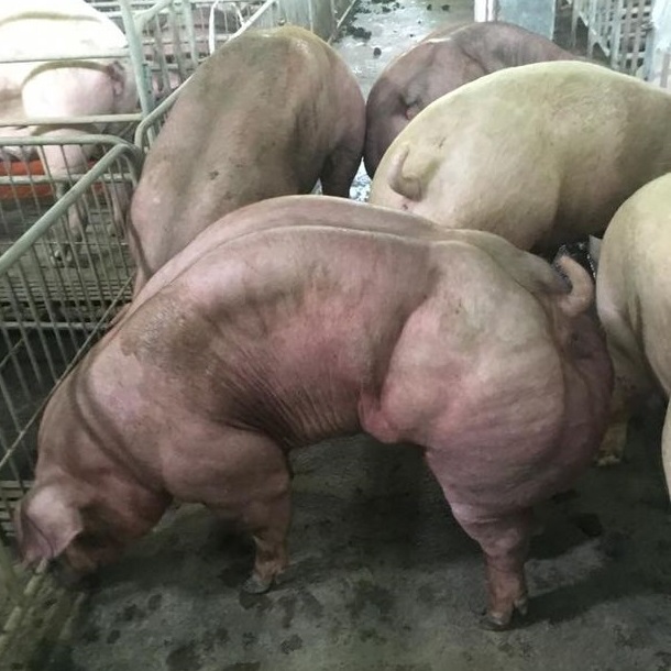 Un fermier a pus un anunt ca vinde porci mutanti