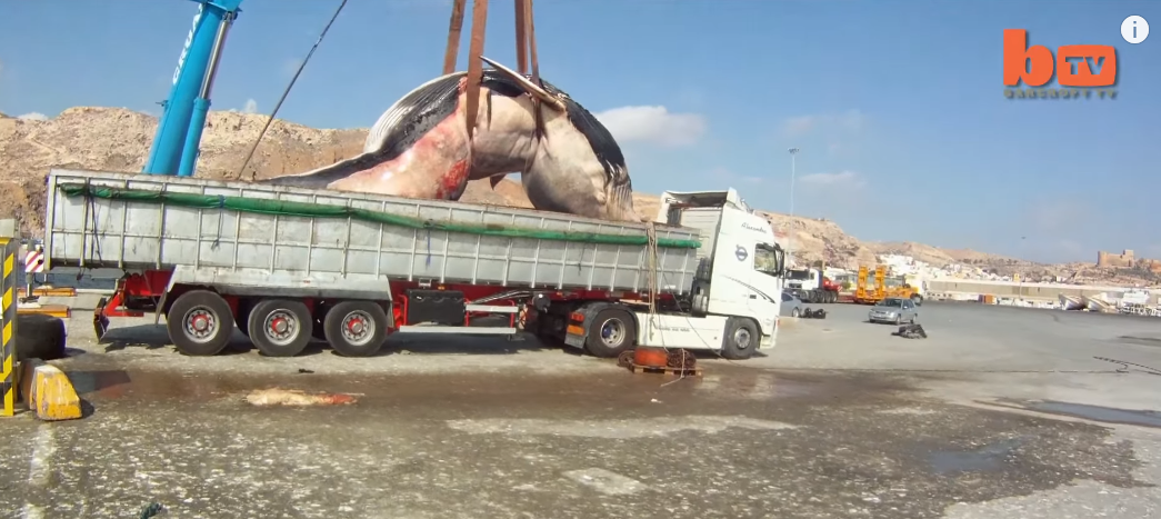 balena de 35 tone urcata in tir 1