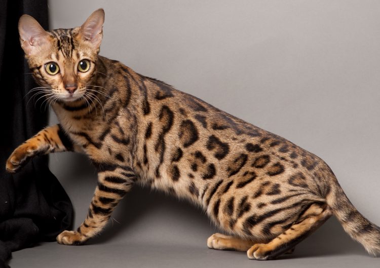 Cele mai scumpe pisici – Pisica bengaleza
