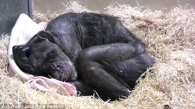 cimpanzeu pe moarte