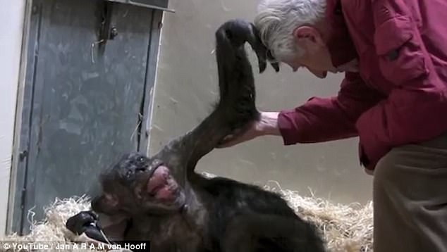 cimpanzeu pe moarte