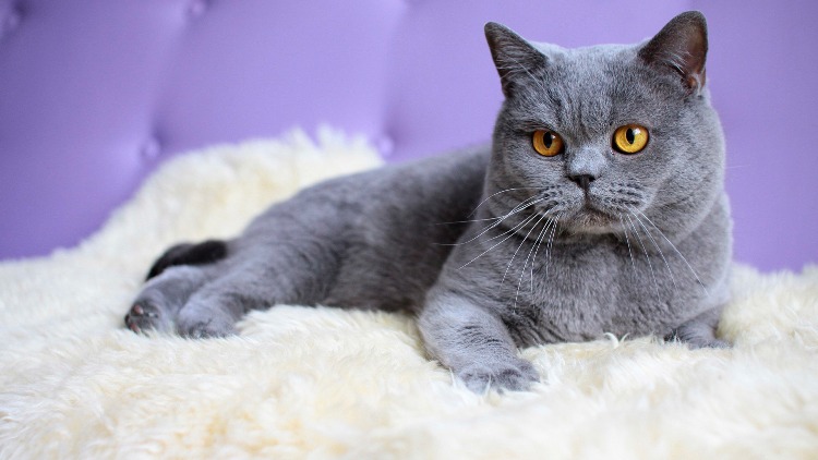 Cele mai scumpe pisici – Russian Blue