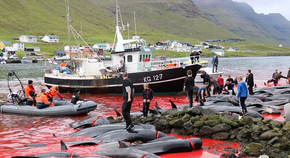 Sute de delfini au fost macelariti cu multa cruzime intr-o mare de sange