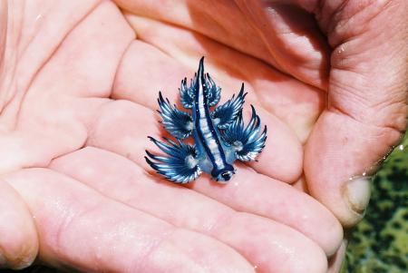 Micul 'Dragon' albastru