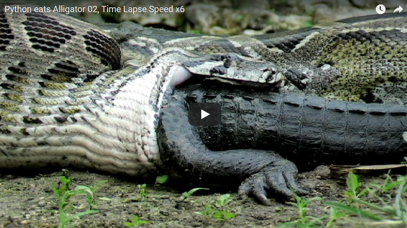 un piton mananca un crocodil 1