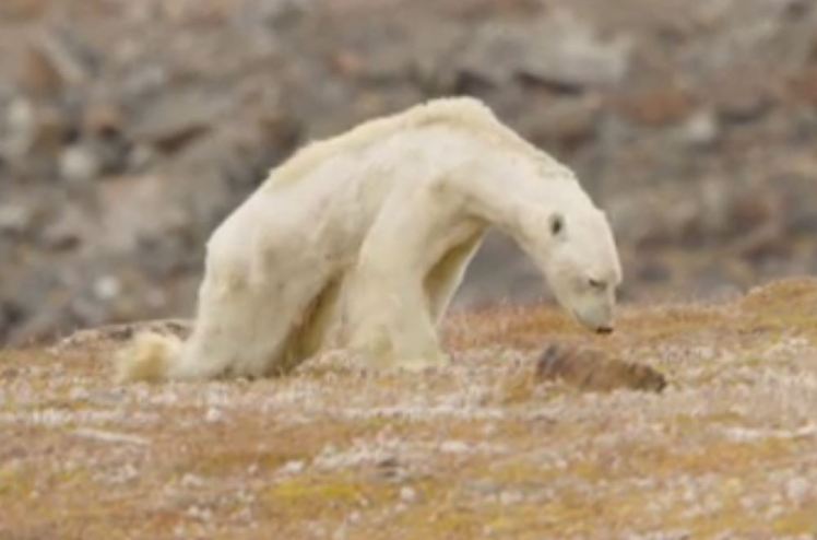 urs polar pe moarte
