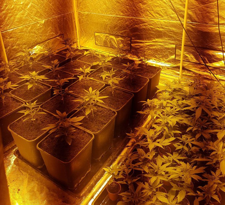 Ferma de cannabis descoperita in subsolul unor birouri