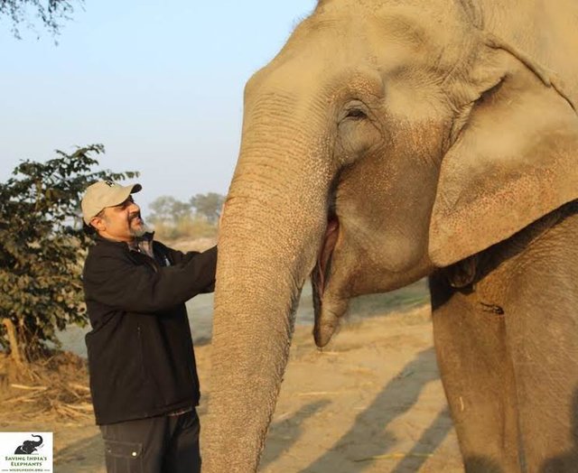 Elefantul acesta a muncit 40 de ani la negru