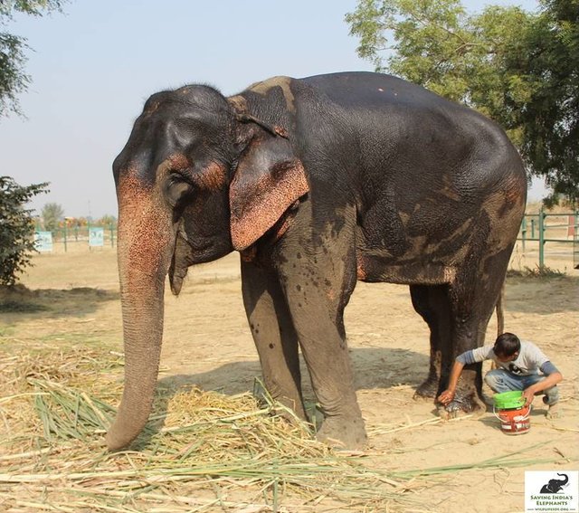 Elefantul acesta a muncit 40 de ani la negru
