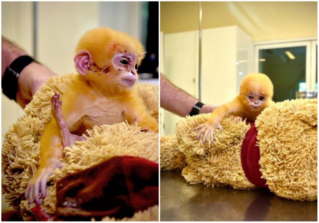Cel mai adorabil pui de maimuta, cu cea mai trista poveste