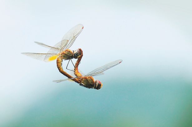 Imagini rare cu insecte in clipele amoroase