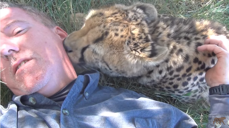 ghepard se gudura ca o pisicuta