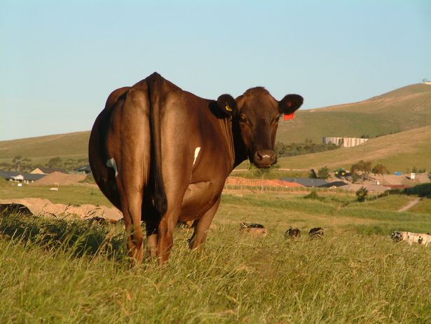 Pensionarul zoofil de 80 de ani are INTERZIS langa animale!