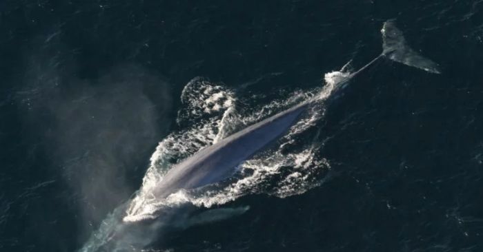 'Balena albastra' a revenit si a facut doua victime!