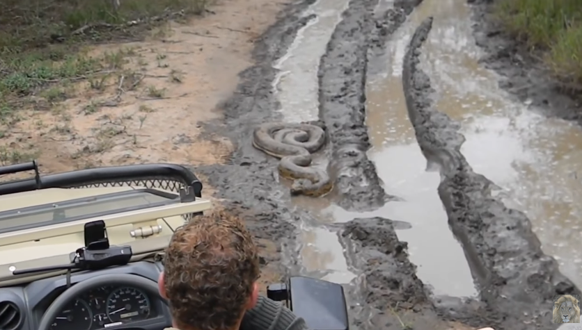 piton urias ataca jeep safari 