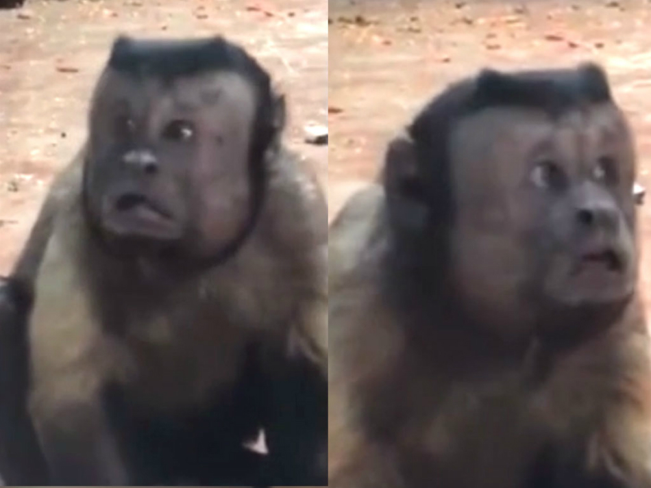 Maimuta cu chip de om i-a inspaimantat pe vizitatorii de la o gradina zoo