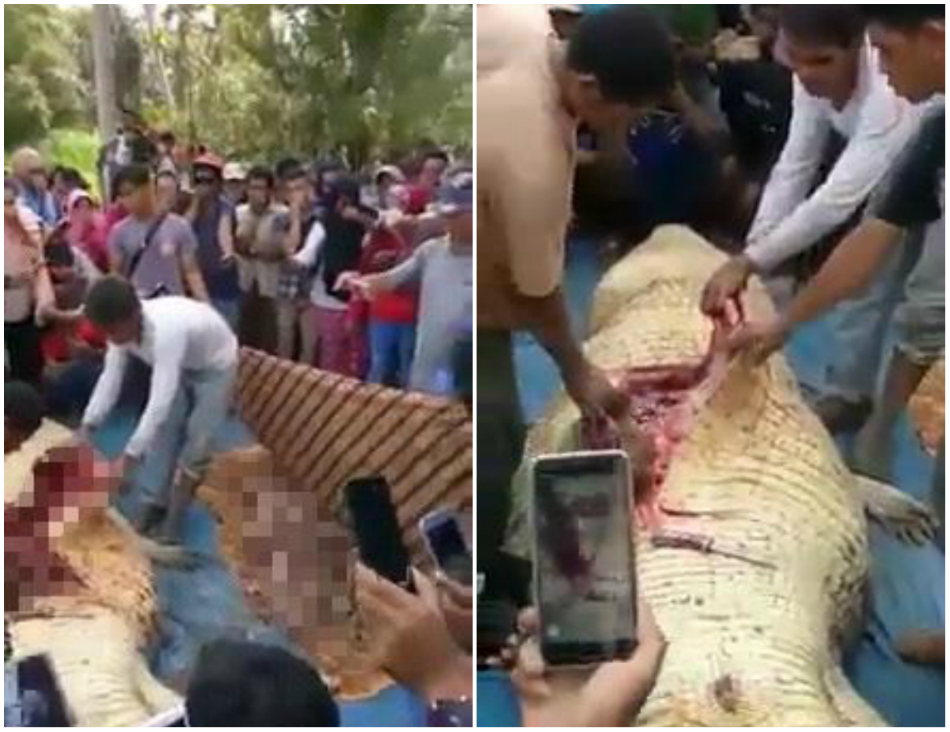 Localnicii au despicat burta unui crocodil