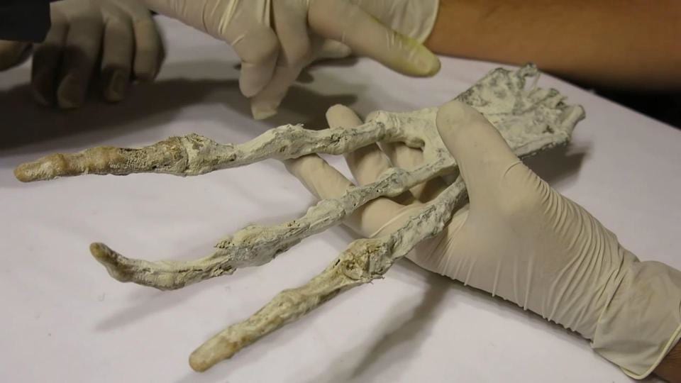 Scheletul bizar cu doar trei degete descoperit de arheologi nu e al unui om