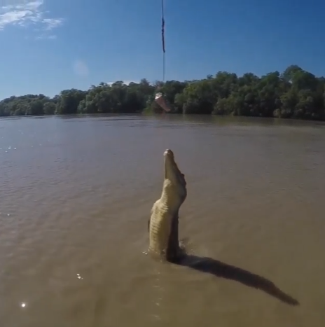 crocodil iese din apa pe verticala
