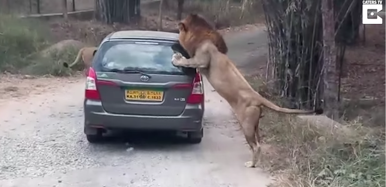 masina atacata de leu