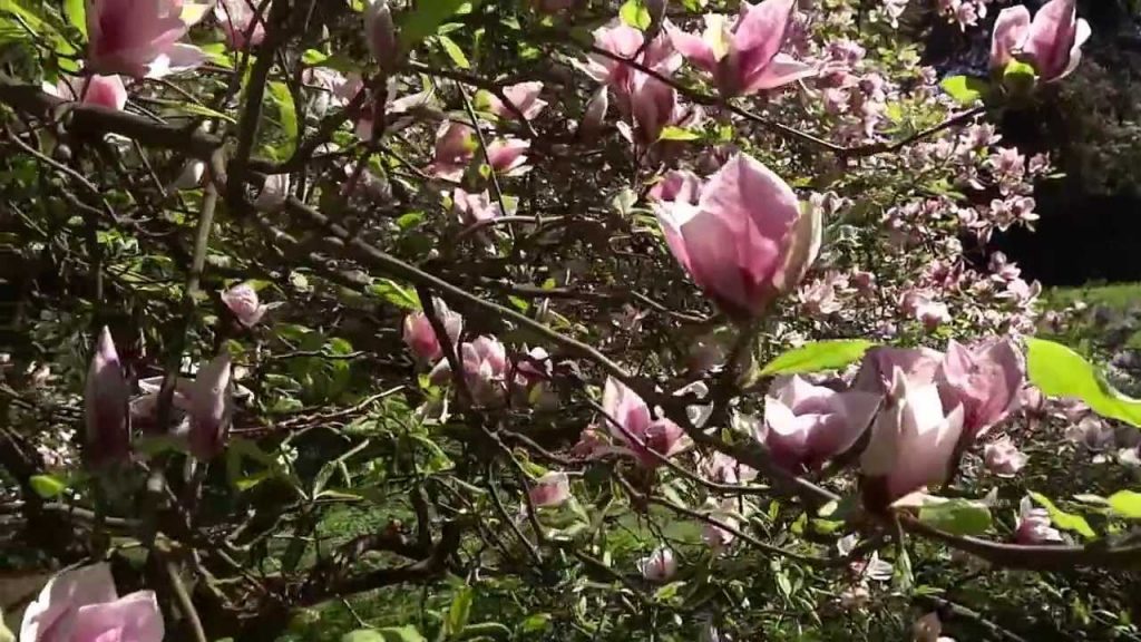 Parcul dendrologic din Simeria e plin de magnolii inflorite