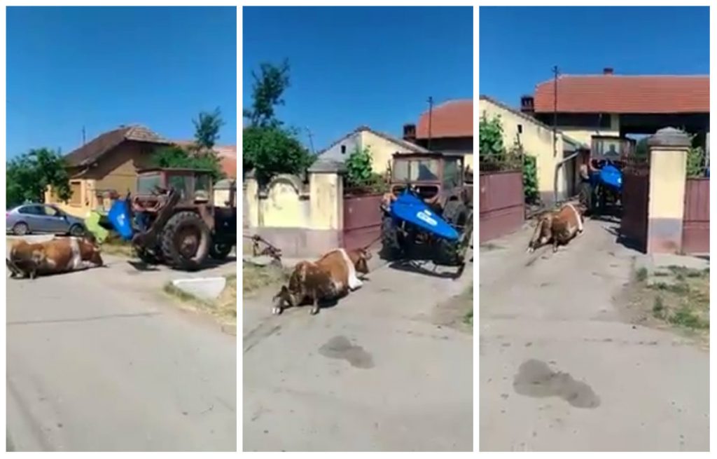 Au tras o vaca pe sosea, cu tractorul! Saraca bovina a fost chinuita