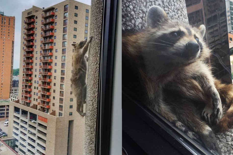 Un raton a escaladat un zagrie-nori de 25 de etaje