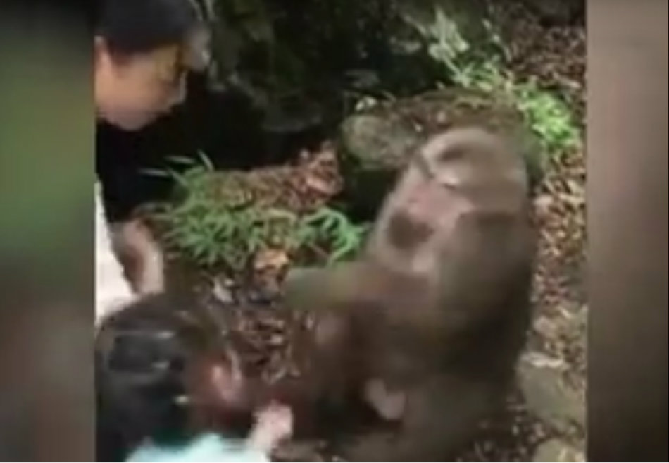 Fetita a fost lovita puternic de o maimuta adorabila