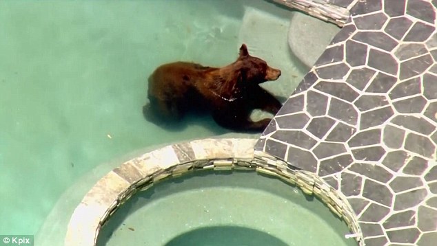 Un urs a iesit la piscina! Animalul a dat buzna in curtea unor oameni. Ce a facut acolo