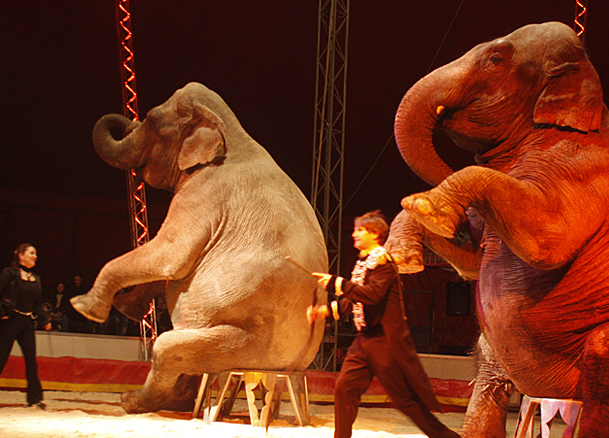 Elefantul performeaza la circul Circus Krone, unul din cele mai mari. Incidentul a avut loc miercuri, in Osnabruck, Germania.