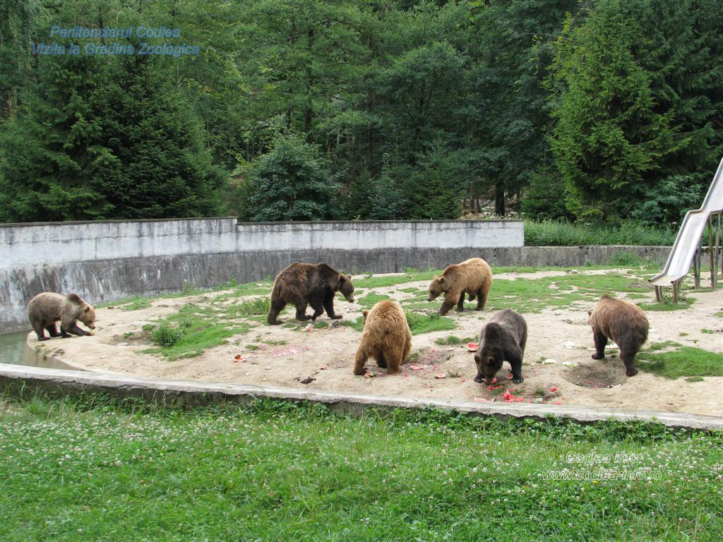 Doi ingrijitori de la Gradina Zoologica au fost atacati de ursi. Ce faceau in cusca animalelor