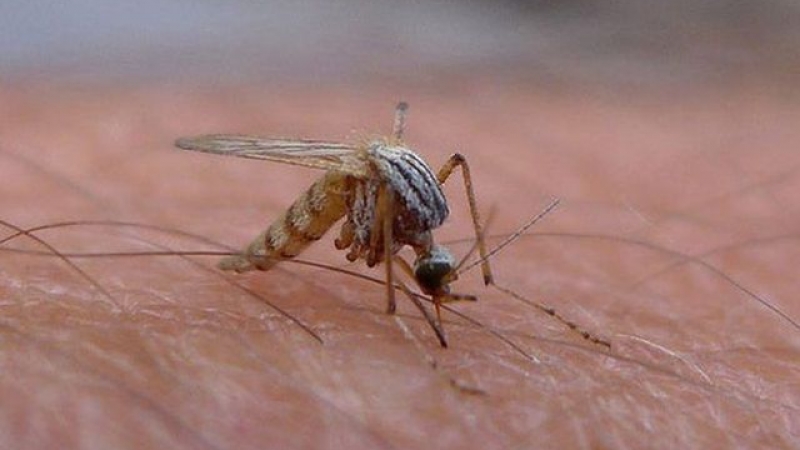 Virusul West Nile loveste din nou! Un barbat a murit intr-un spital din Oradea