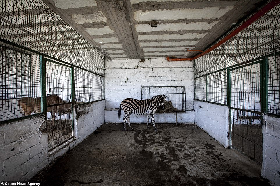 VIDEO Animale salvate de la Gradina Zoologica erau maltratate si tinute in conditii greu de imaginat
