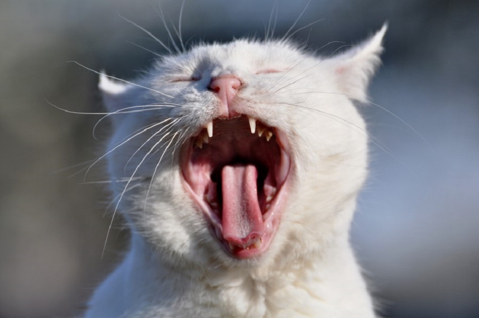 De ce au pisicile limba aspra