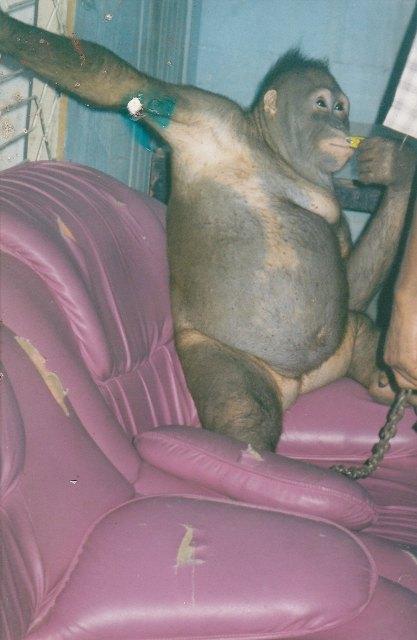 O femela urangutan a fost violata, fiind folosita ca prostituata