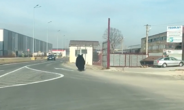 Ursul plimbaret din Brasov. A petrecut ore intregi in oras, la gara si chiar langa mall VIDEO