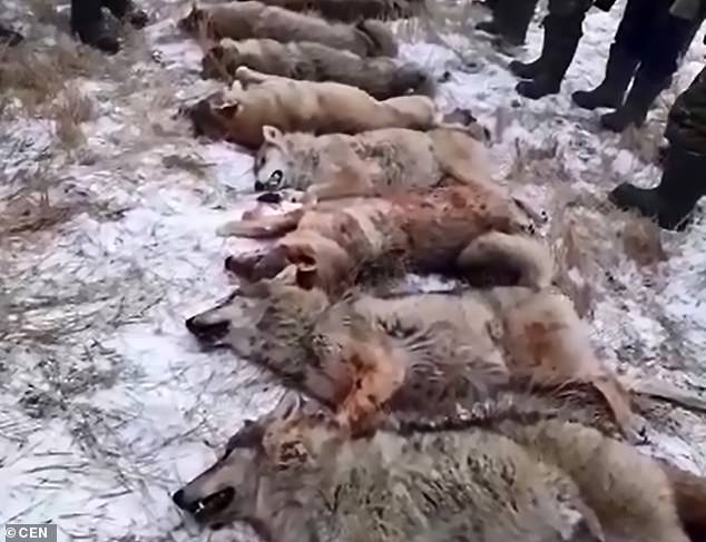 elegant Norm Resign Vanatorii au ucis o haita intreaga de lupi, iar unuia dintre ei i-au mancat  inima