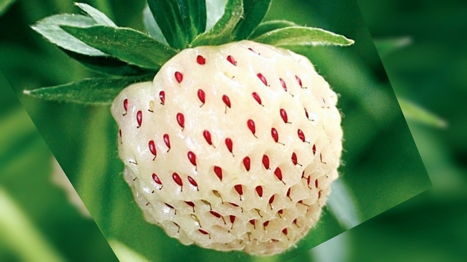 Ce este pineberry, fructul cu aspect de capsuna, dar cu gust de ananas