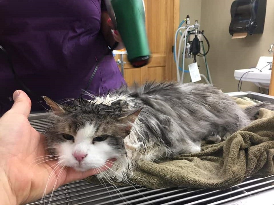O pisica inghetata a fost salvata in ultimul moment de catre stapana