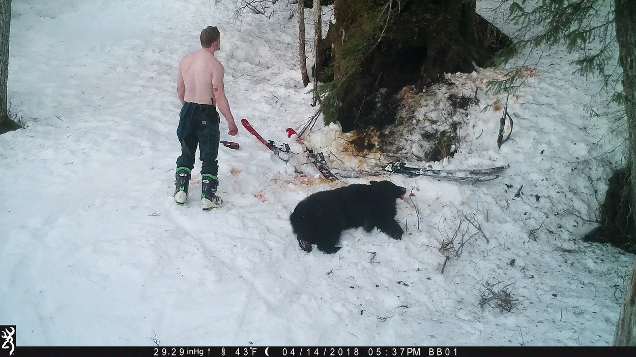 Braconierii au ucis o ursoaica aflata in hibernare
