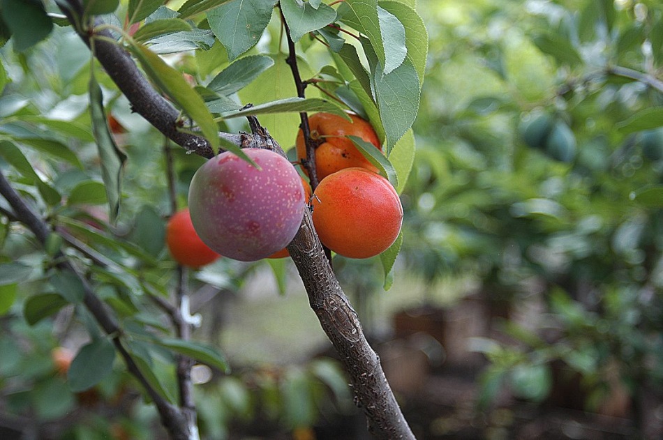 Copacul care produce 40 de soiuri de fructe diferite