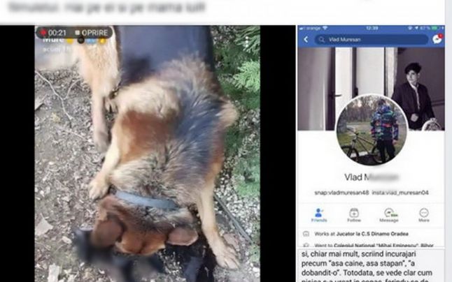 Un adolescent din Oradea si-a asmutit cainele pe o pisica